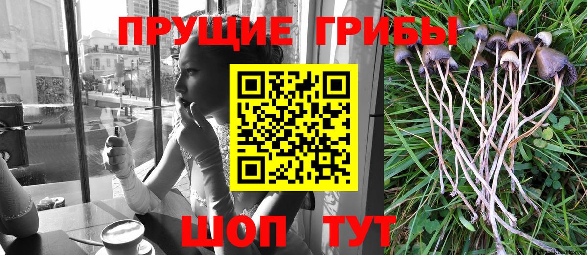Копейск  Псилоцибиновые грибы GOLDEN TEACHER  Вход с VPN  Псилоцибиновые грибы Magic Shrooms 