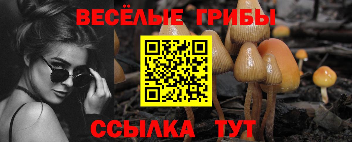 Псилоцибиновые грибы Psilocybine cubensis Копейск
